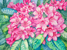 Pink Rhododendron watercolor painting by Sharon Harms Pink Rhododendron watercolor painting by Sharon Harms