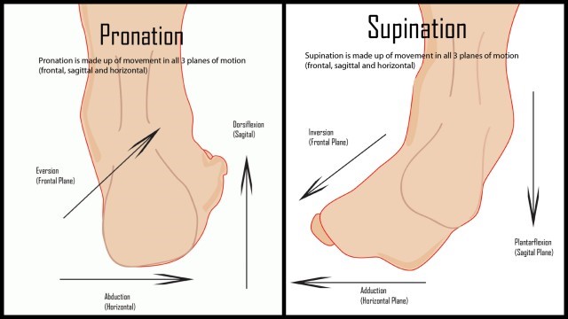 An diagram of a foot demonstrating pronation and supination An diagram of a foot demonstrating pronation and supination