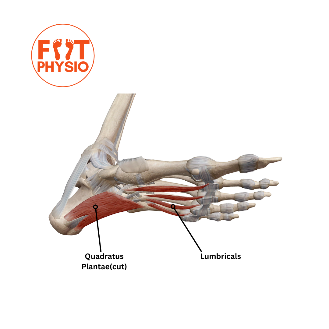 Layer 2 of the Intrinsic musculature of the human foot