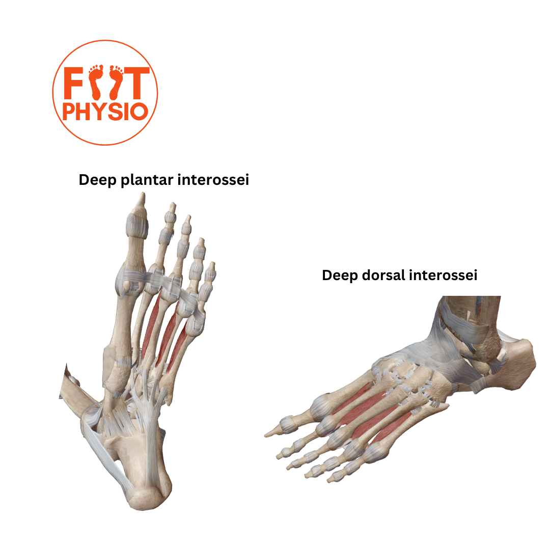 Fourth layer of the intrinsic musculature of the human foot