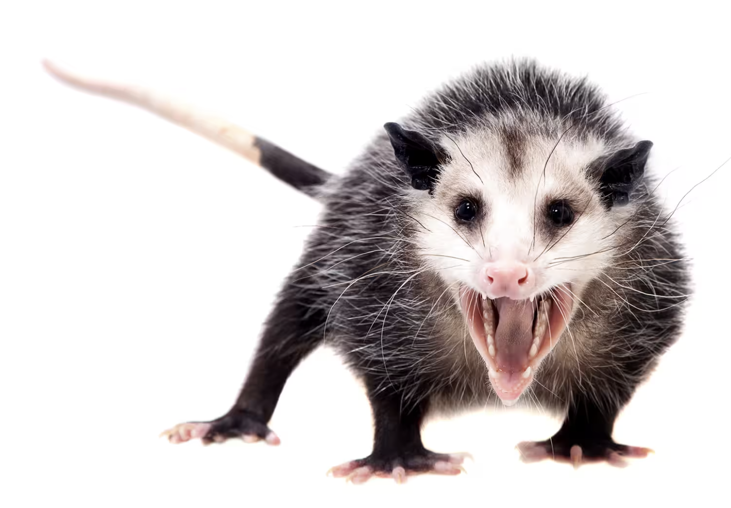 American Possum