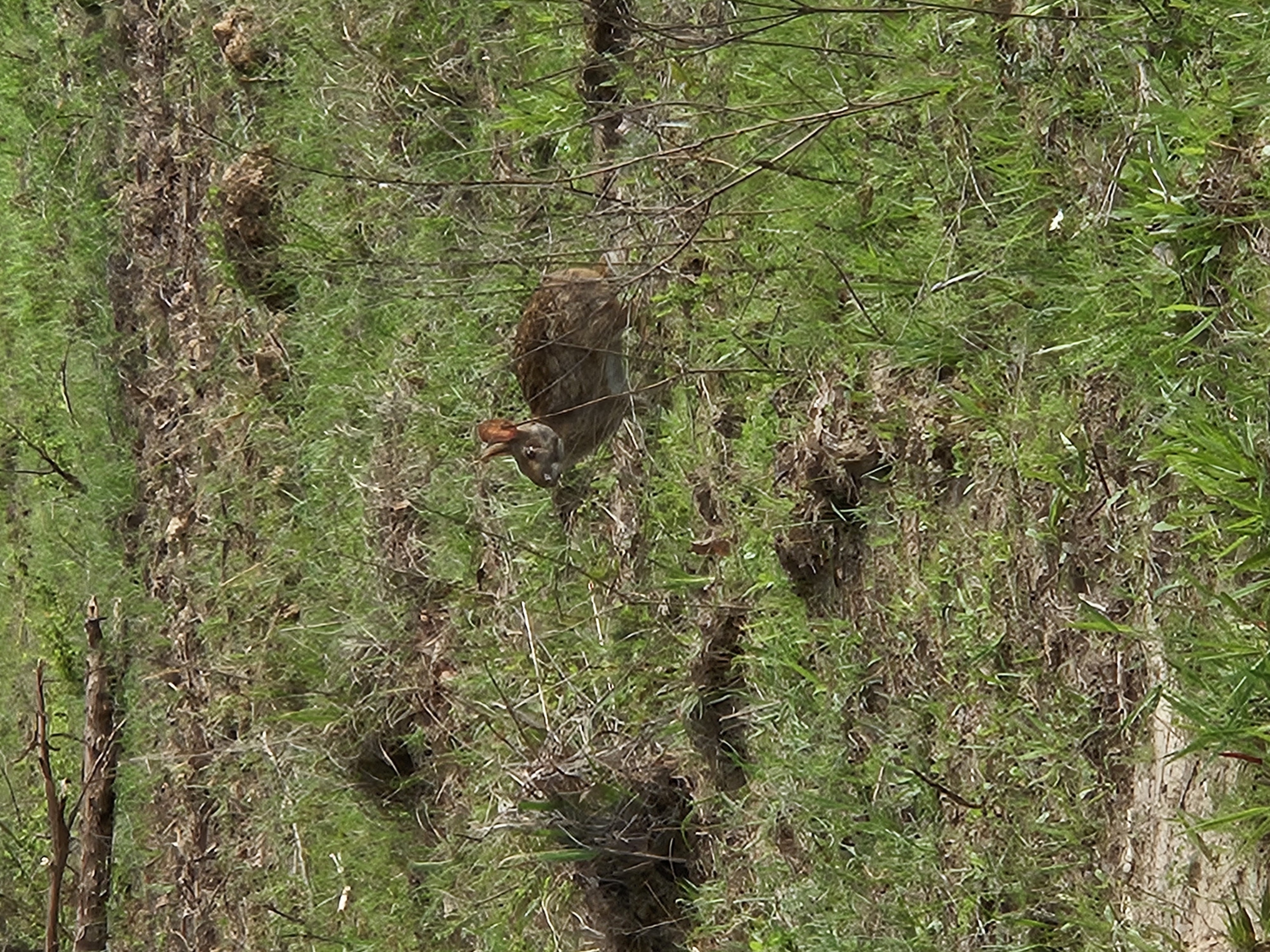 Wild Rabbit eating in the field