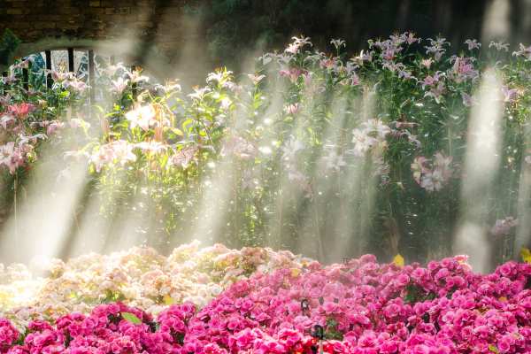 Plant flowers in a sunny spot