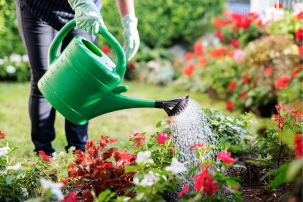 Water your plants well, but not too much