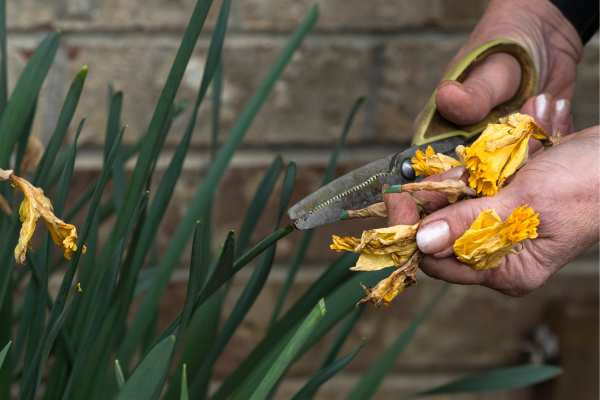 Cut the dead blooms from plants