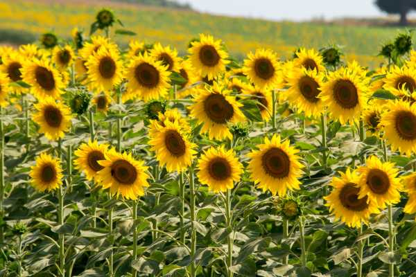 Easy to Grow Flowers
