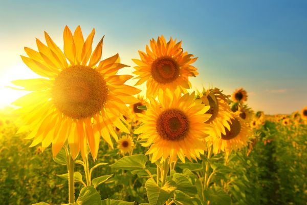 Sun filled Sunflower Field