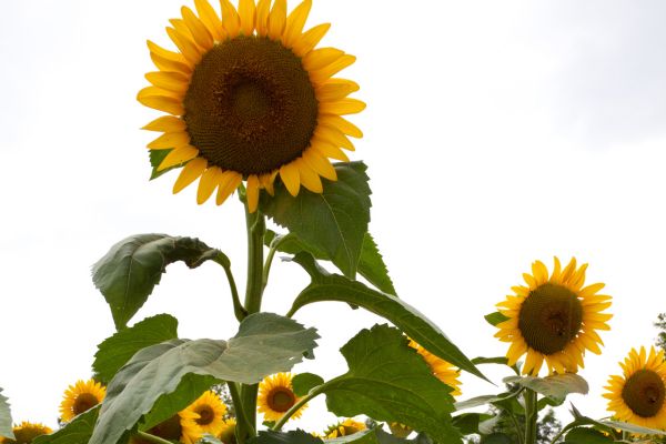 Support for tall sunflowers