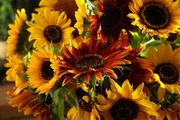 Bouquet of Sunflowers