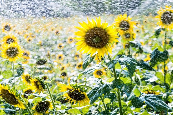 Watering Sunflowers the right amount