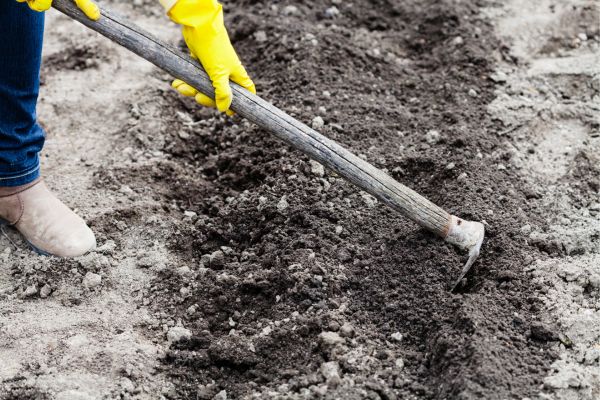 tilling the soil for a sunflower garden