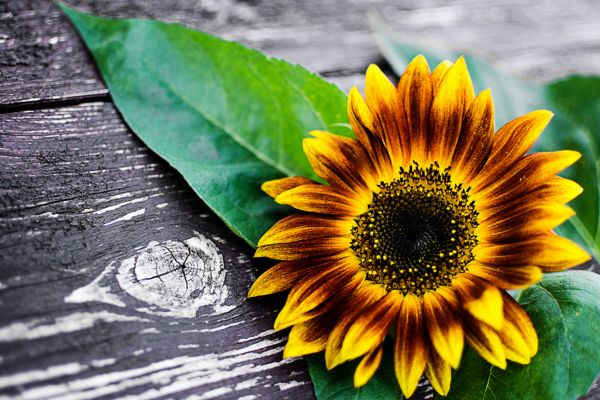 Autumn Beauty Sunflower