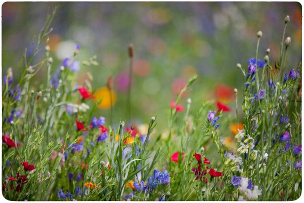 Wildflower planting