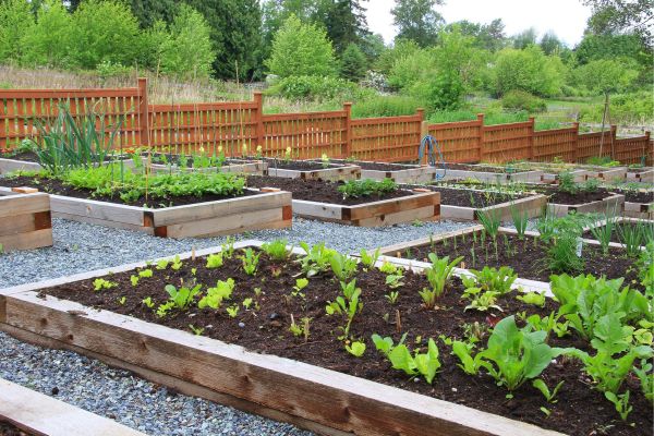 Raised bed flower boxes