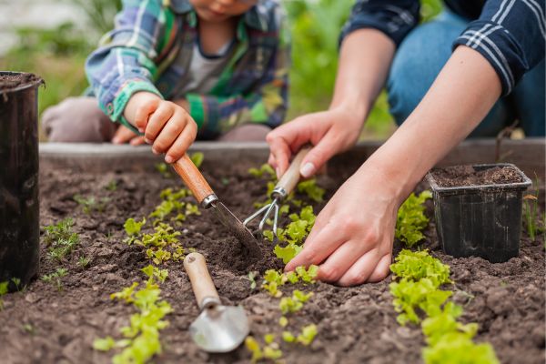 Small vegetable garden