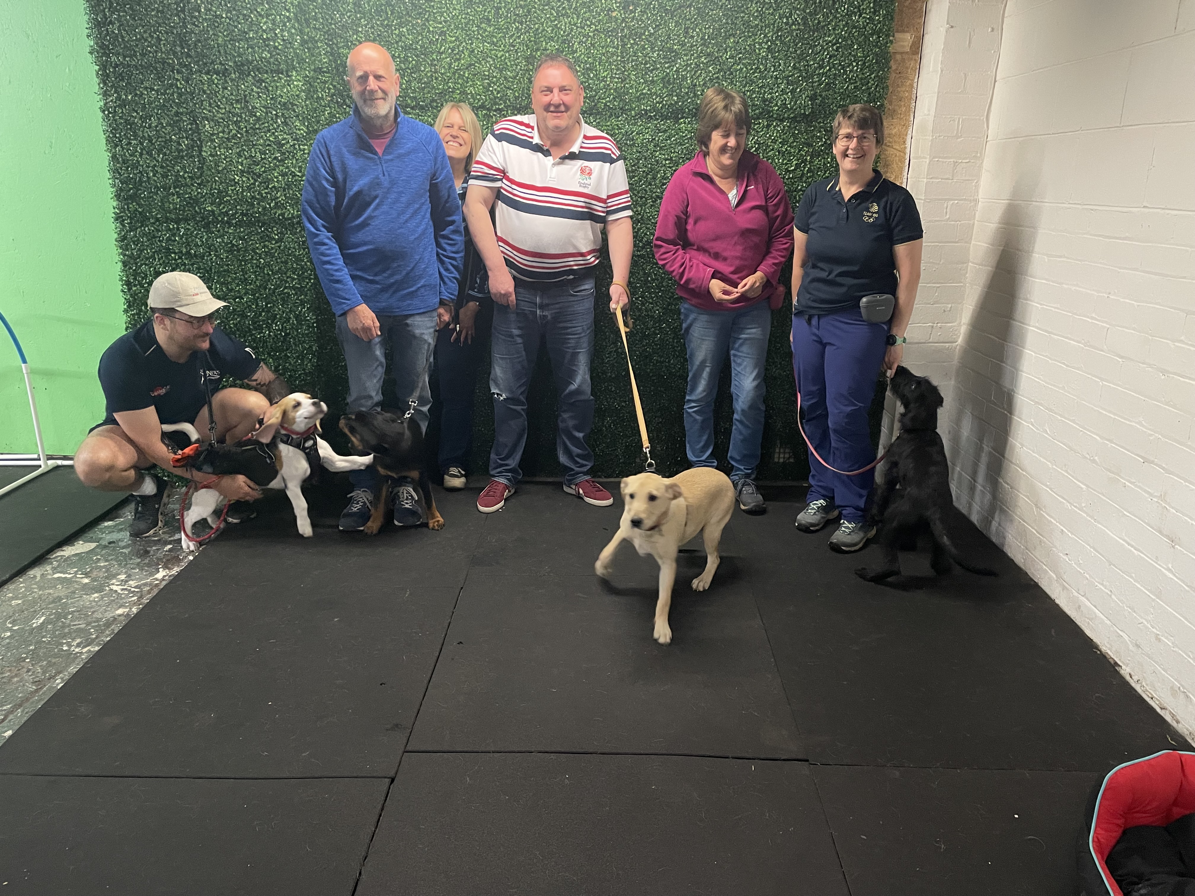 Image of dogs gathering together.