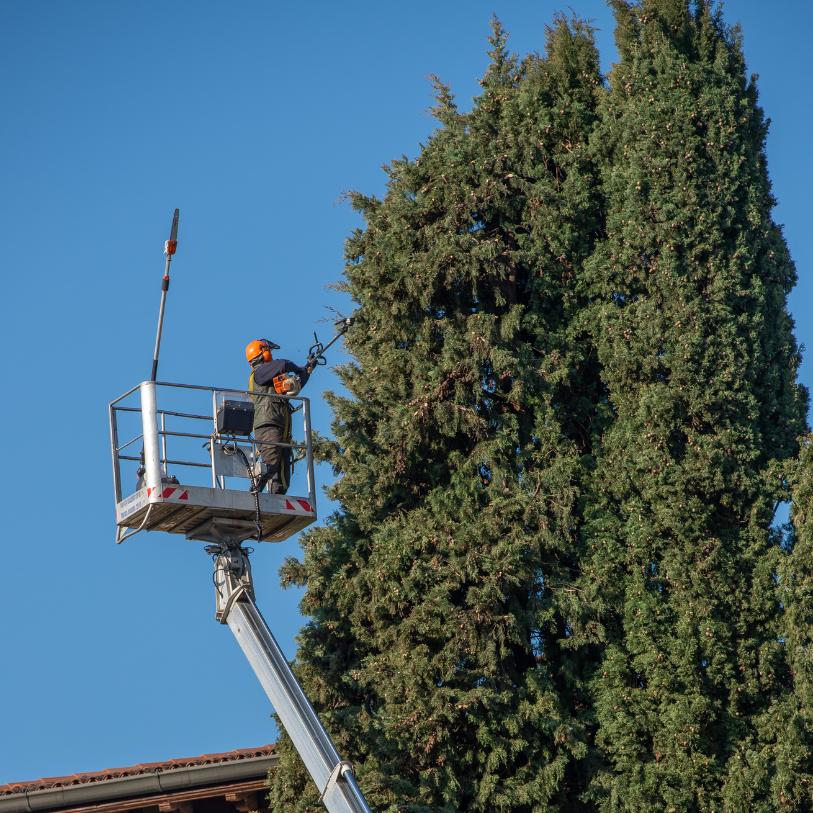L'importance de l'élagage professionnel à Villeneuve-Loubet et Vallauris L'importance de l'élagage professionnel à Villeneuve-Loubet et Vallauris