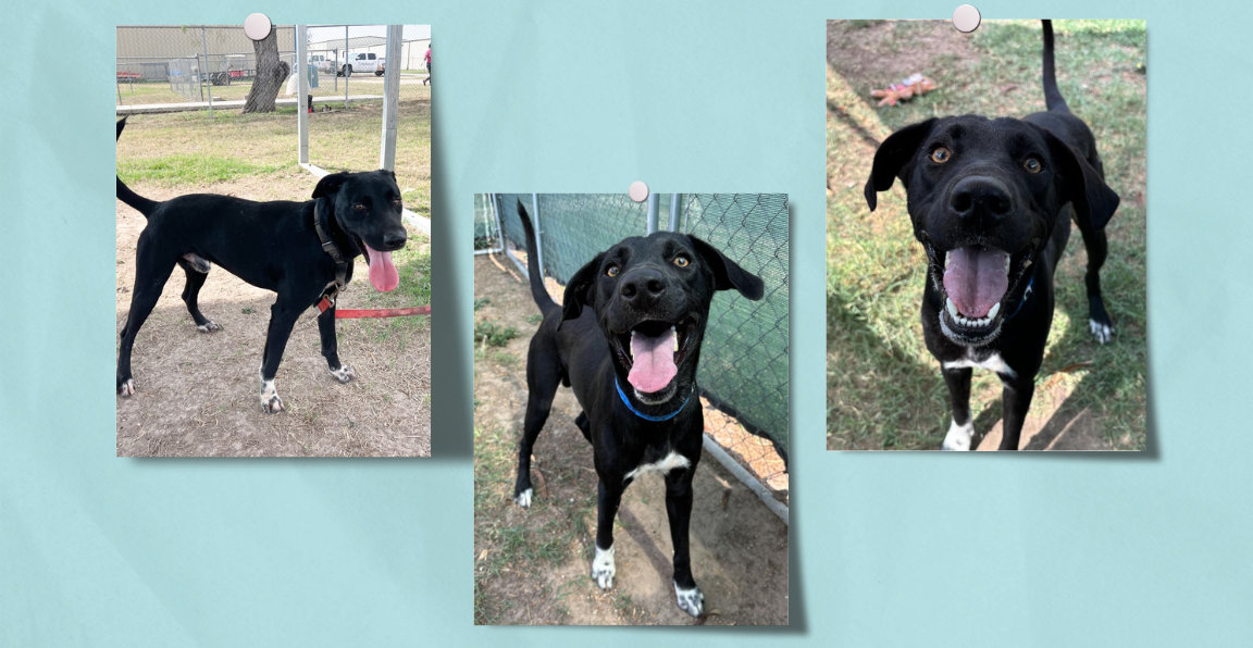 Pet of the Week: Hamish