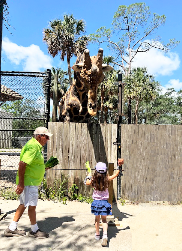 A girl feeding a giraffe in the Central Florida Zoo A girl feeding a giraffe in the Central Florida Zoo