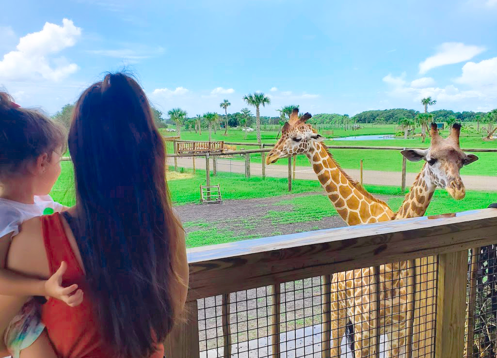 A woman and toddler looking at giraffes at Wild Florida Drive-thru Safari A woman and toddler looking at giraffes at Wild Florida Drive-thru Safari