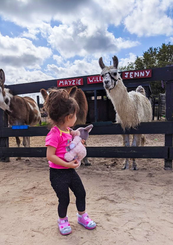 A girl looking at alpacas at DreamCatcher Horse Rescue A girl looking at alpacas at DreamCatcher Horse Rescue