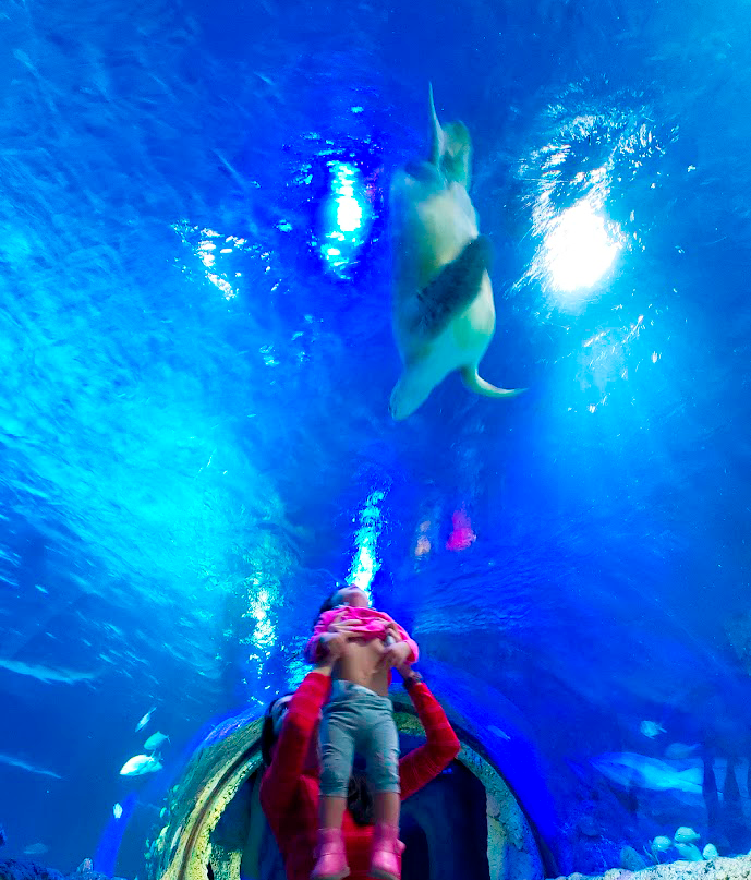 A woman lifting a toddler to look at turtle in a 360-degree tunnel at Sea Life Orlando A woman lifting a toddler to look at turtle in a 360-degree tunnel at Sea Life Orlando