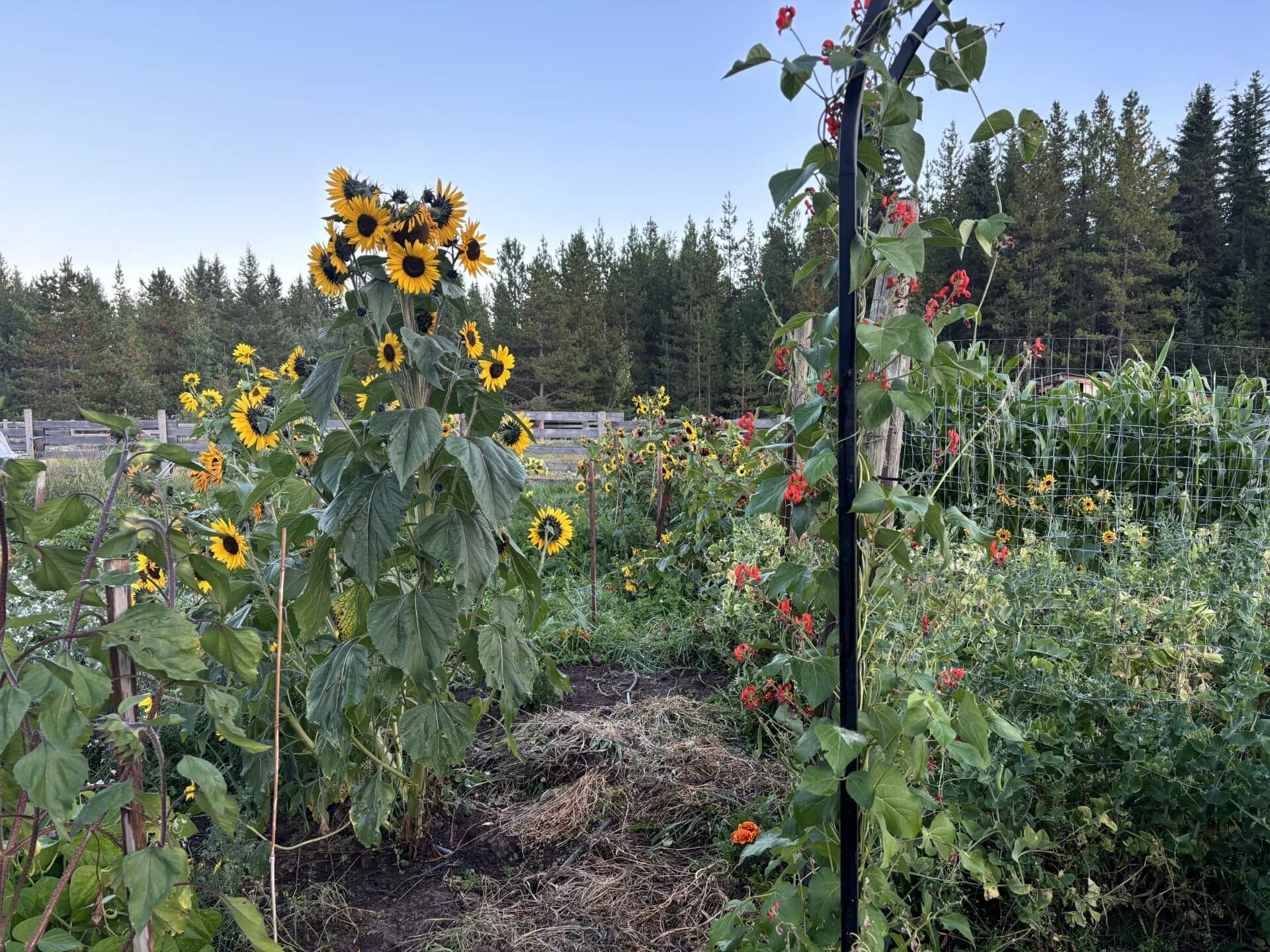 A thriving, lush garden with visible plants and crops, showing the benefits of using simple tools and methods.