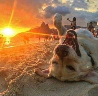 happy doggo happy doggo