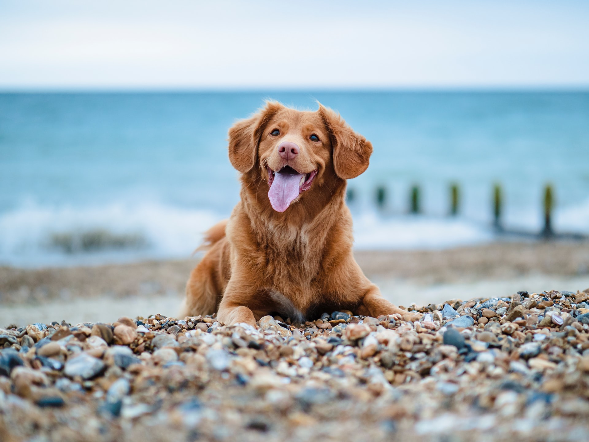 mexico beach dog mexico beach dog