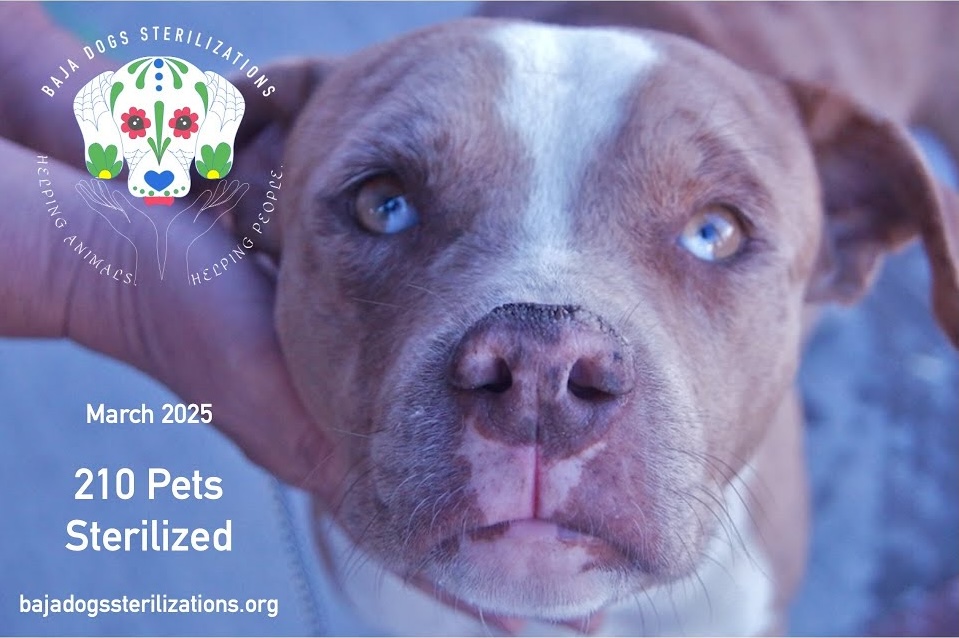 Baja Dogs Sterilizations Baja Dogs Sterilizations