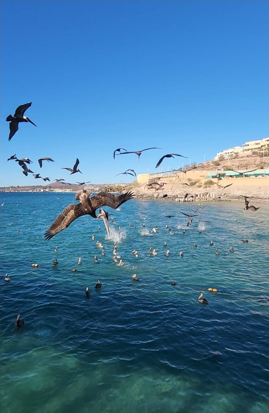 Pelicans diving