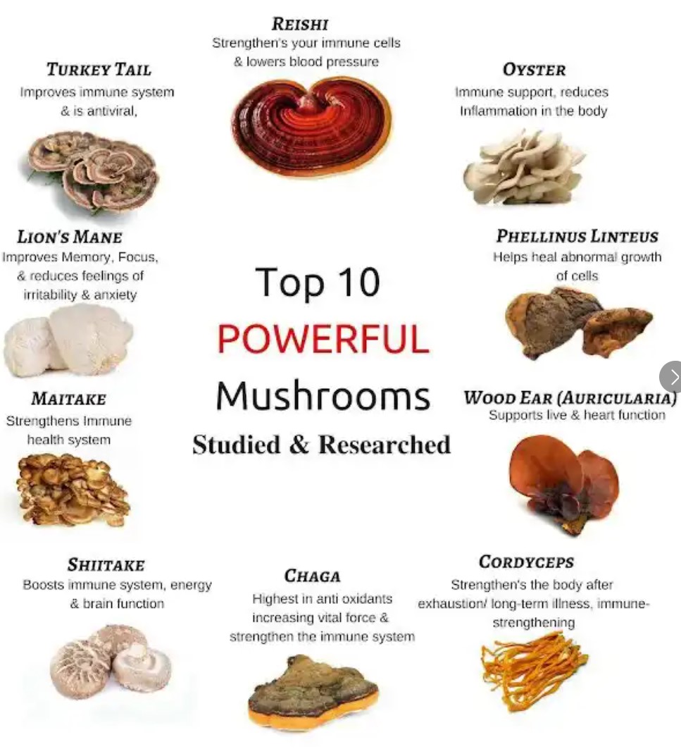 10 Powerful Mushrooms