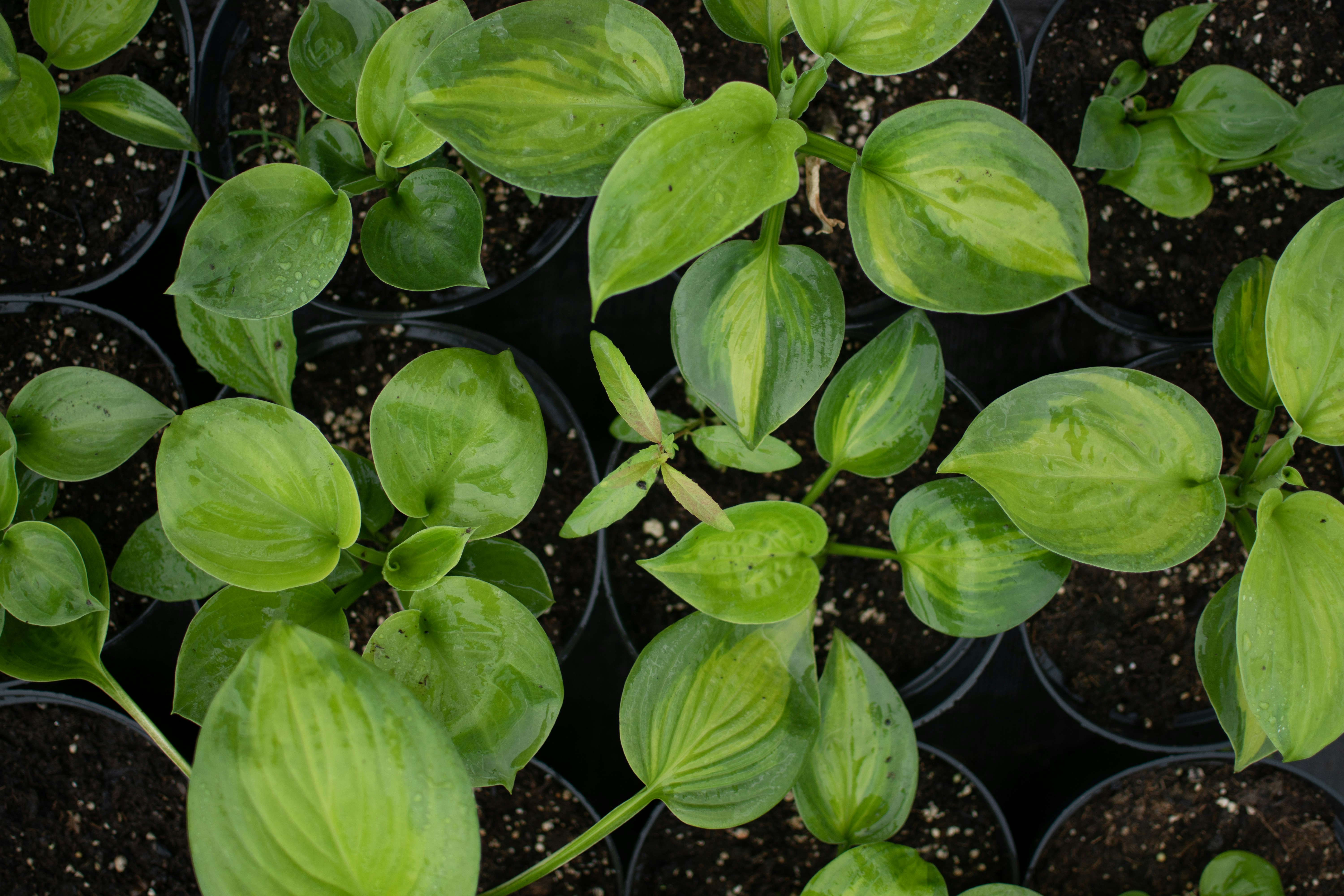 hostas plant bed hostas plant bed
