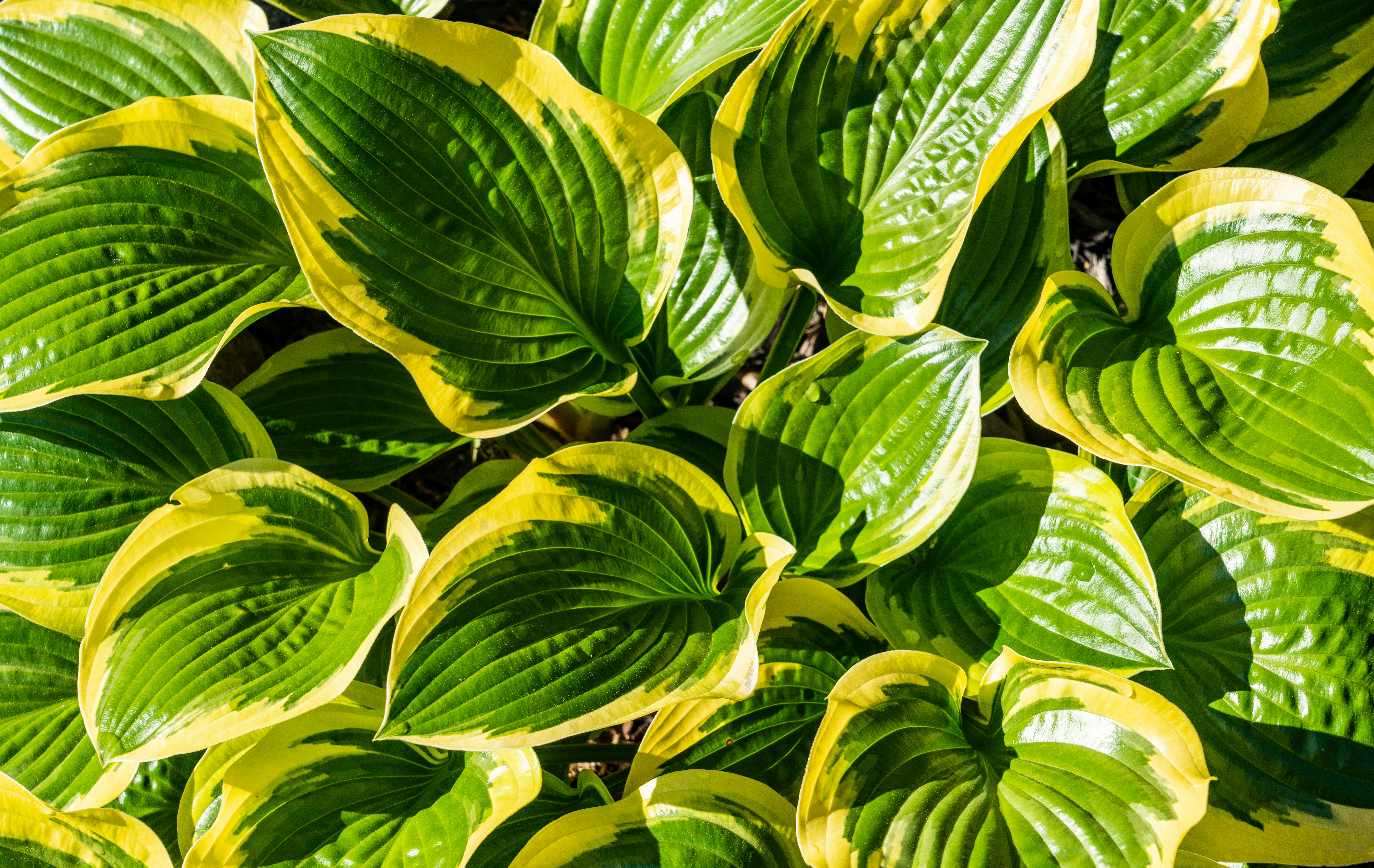 hostas in the sun hostas in the sun