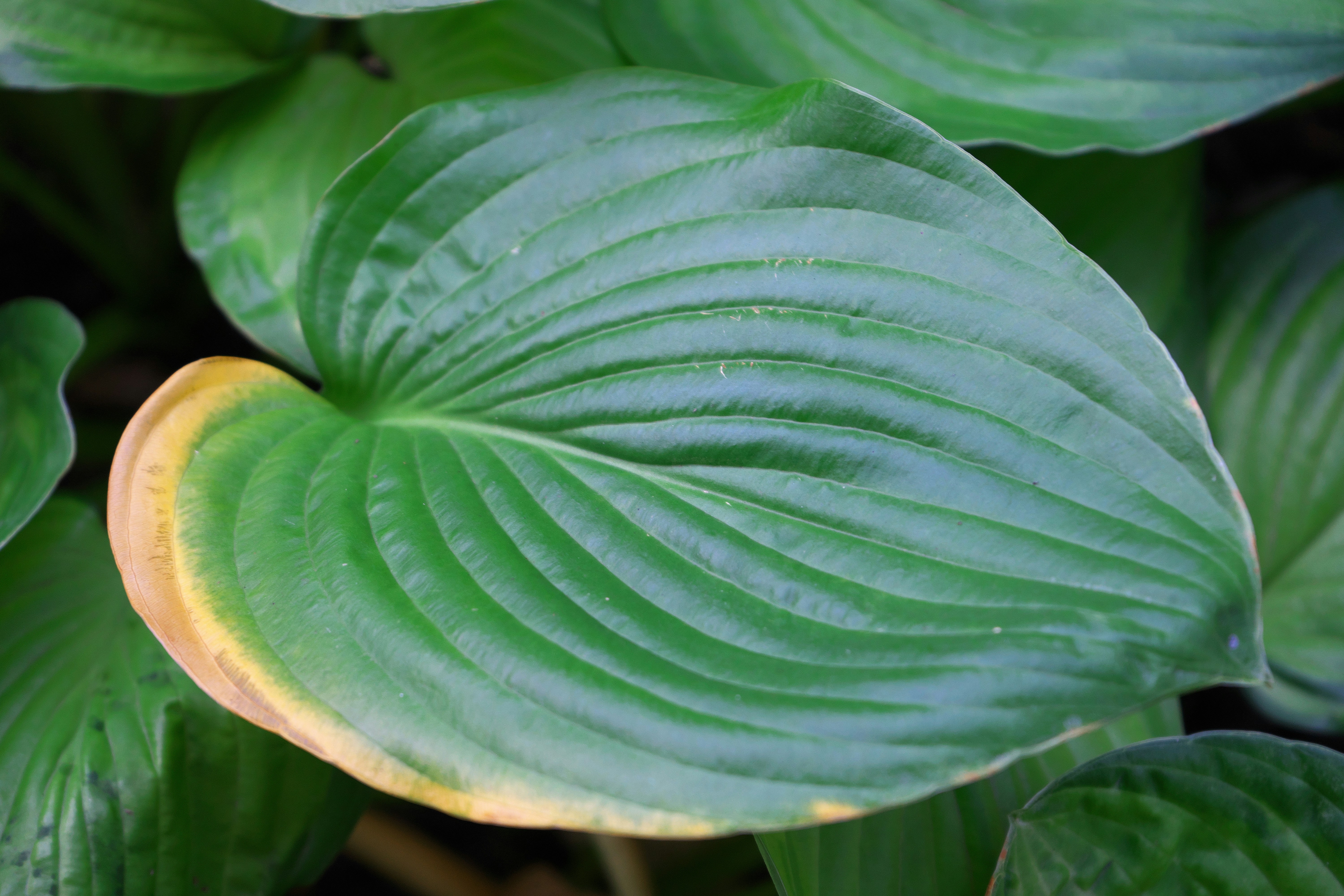 hosta leaf hosta leaf