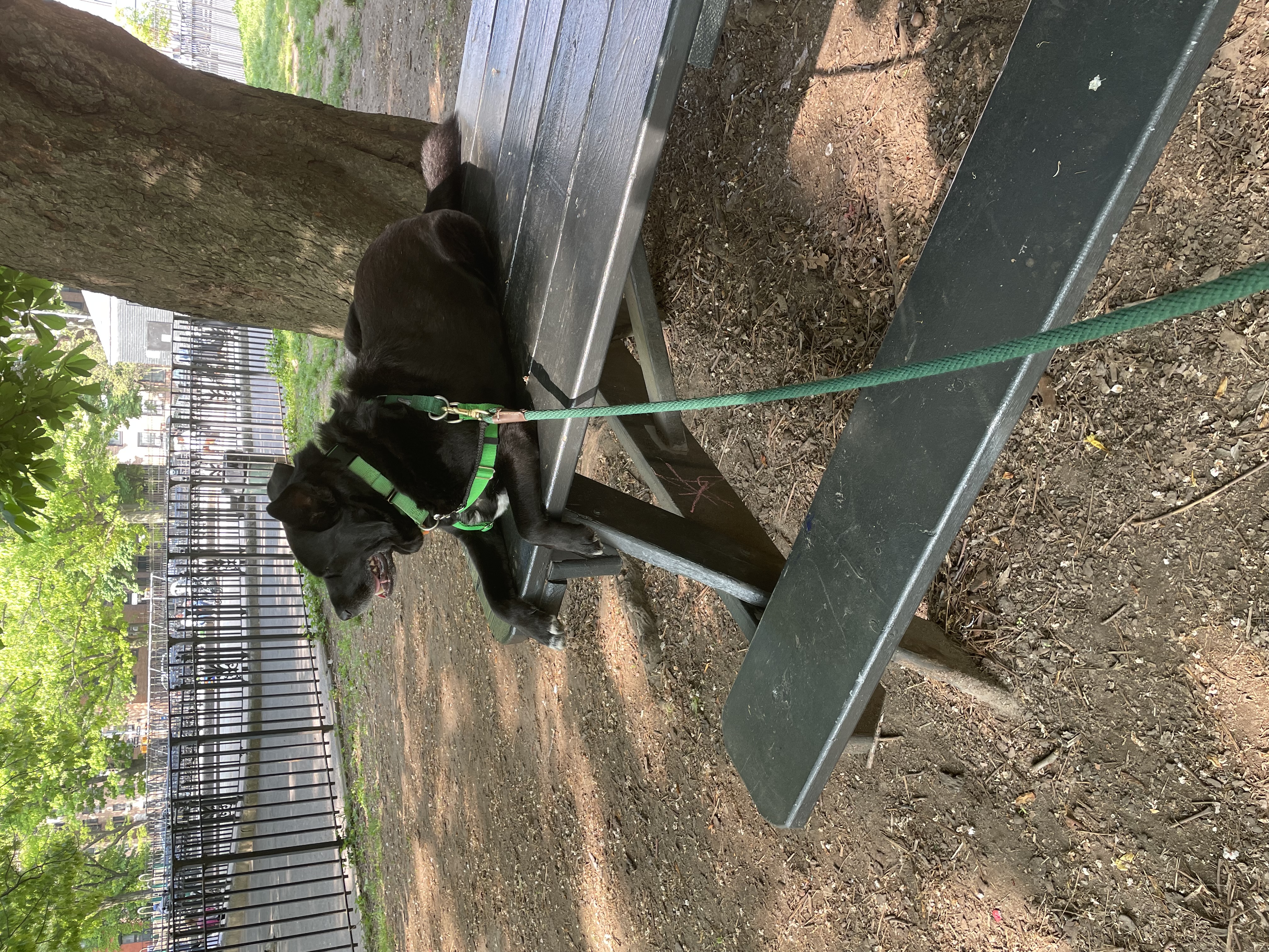 A black dog in a green harness and leash lies on a green picnic table in a city park.