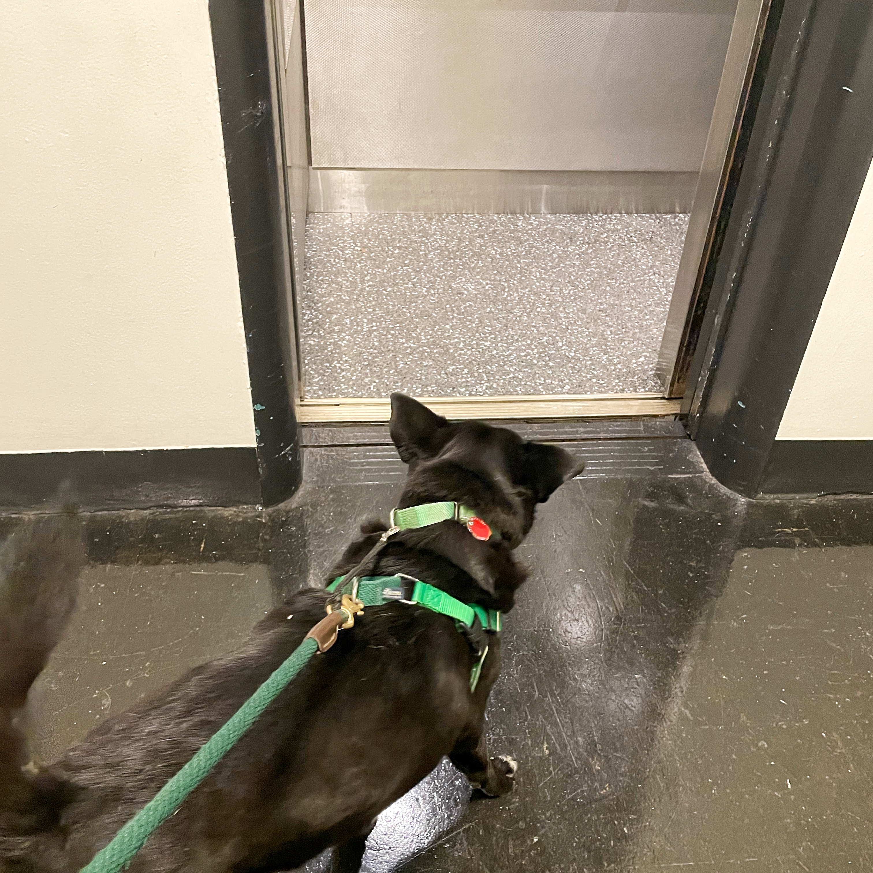 A medium sized black dog wearing green leash & harness walks toward an elevator door.