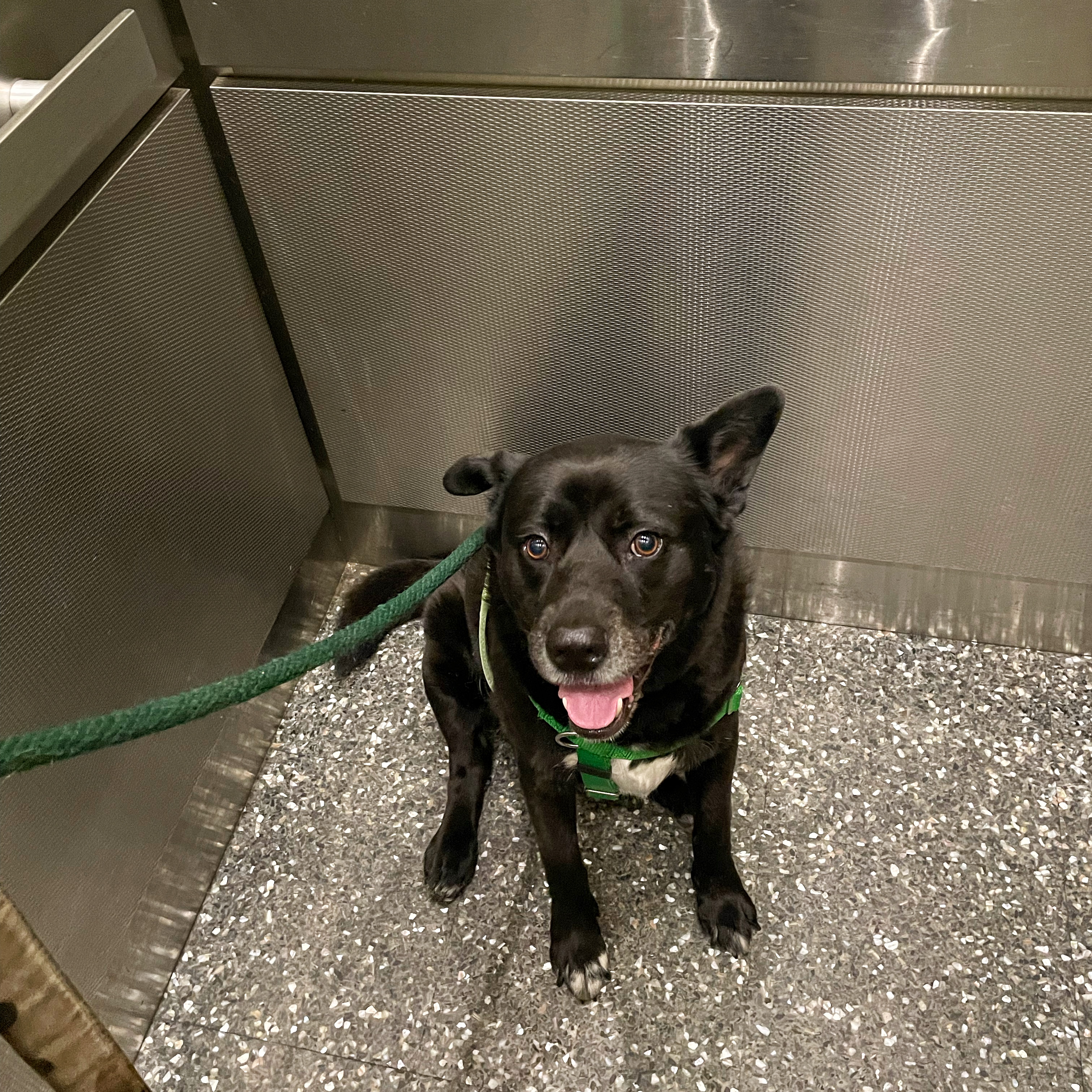 A medium sized black dog sits in the corner of an elevator. His mouth is open and tongue is out.