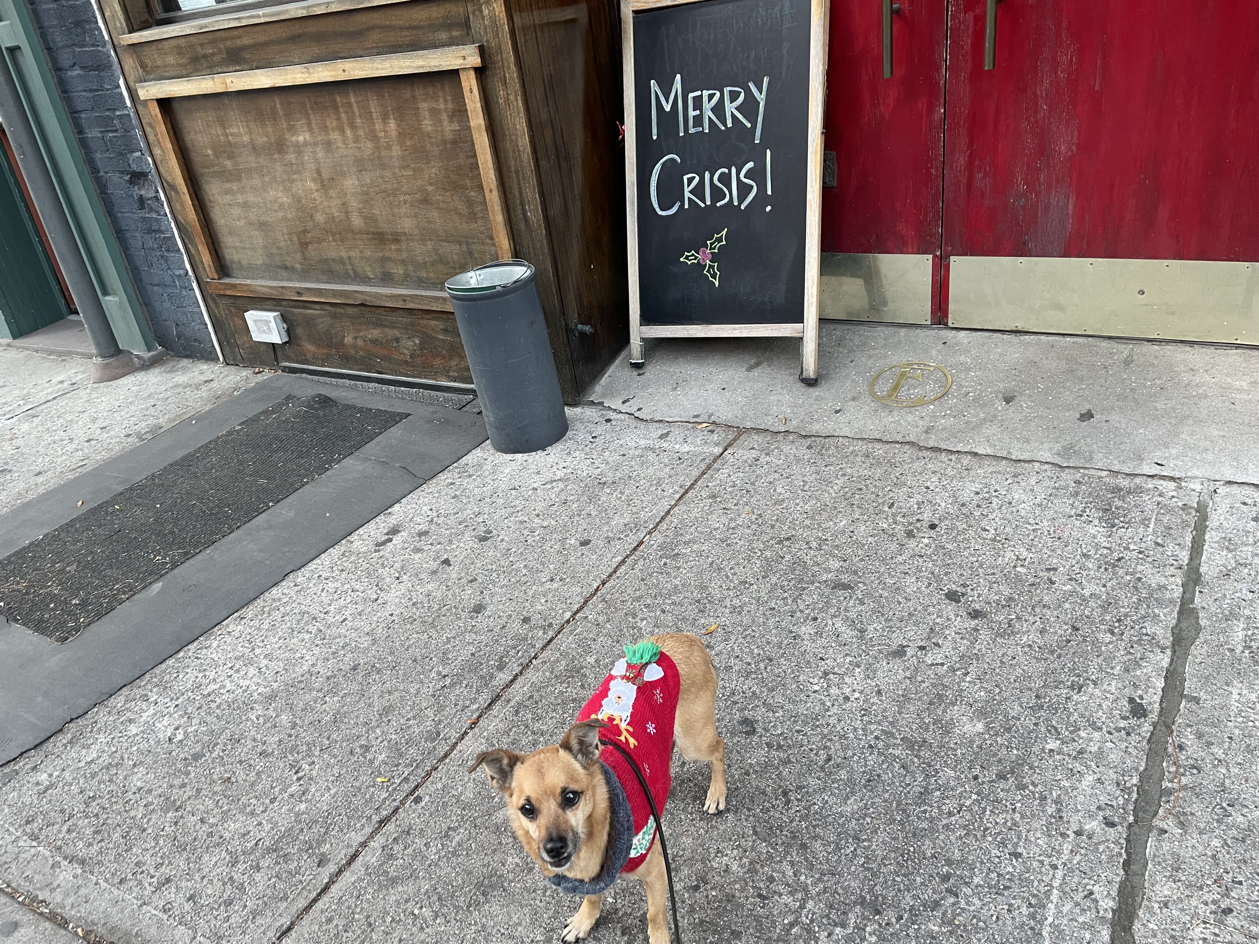 A small dog in a Christmas sweater stands on a Brooklyn sidewalk in front of a chalkboard sign that says Merry Crisis!