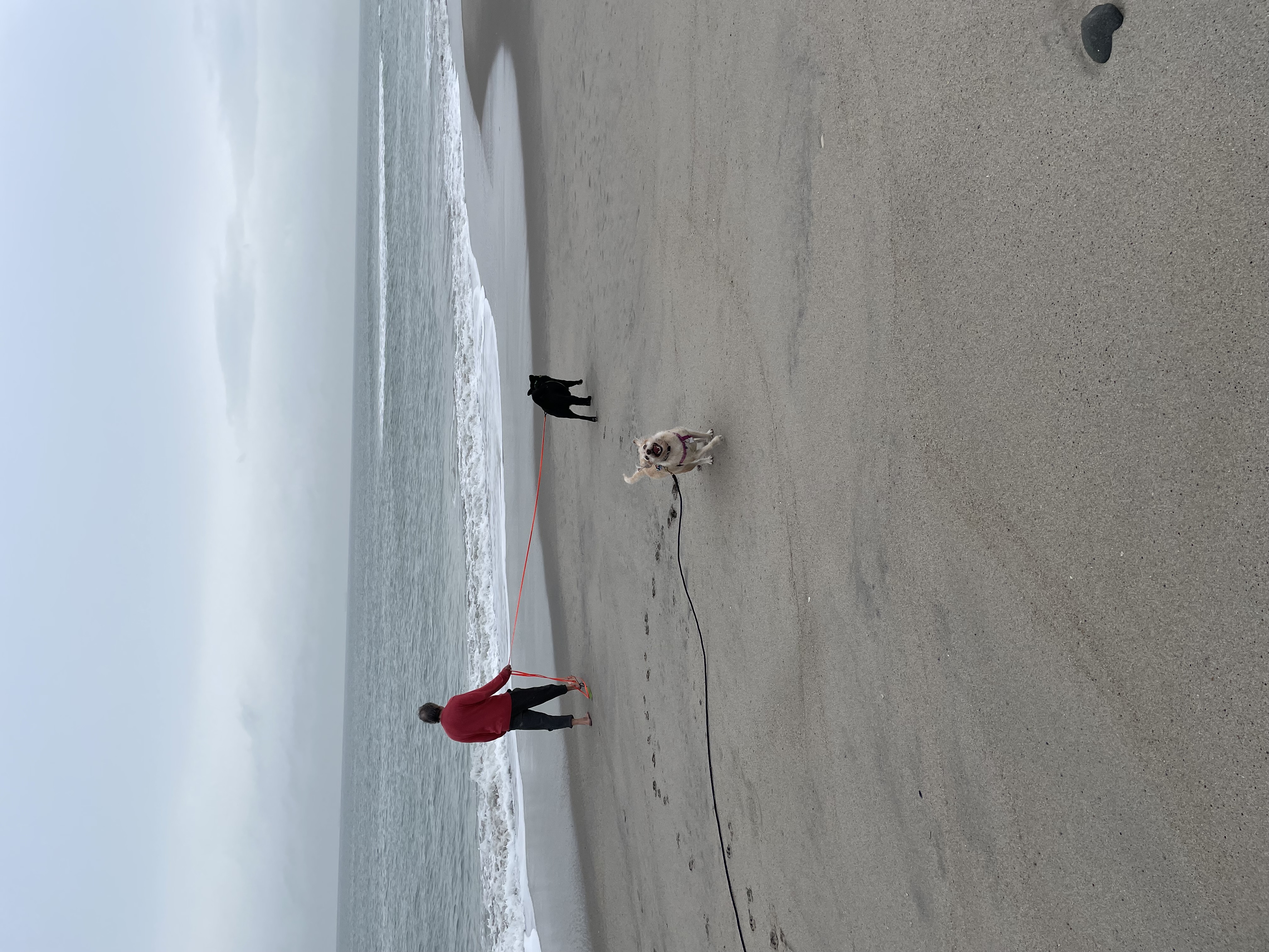 A man in a salmon colored sweater walks barefoot along the waterline of a beach. A medium sized black dog walks ahead of him on a long leash. A smaller off-white dog is off leash and running toward the camera.