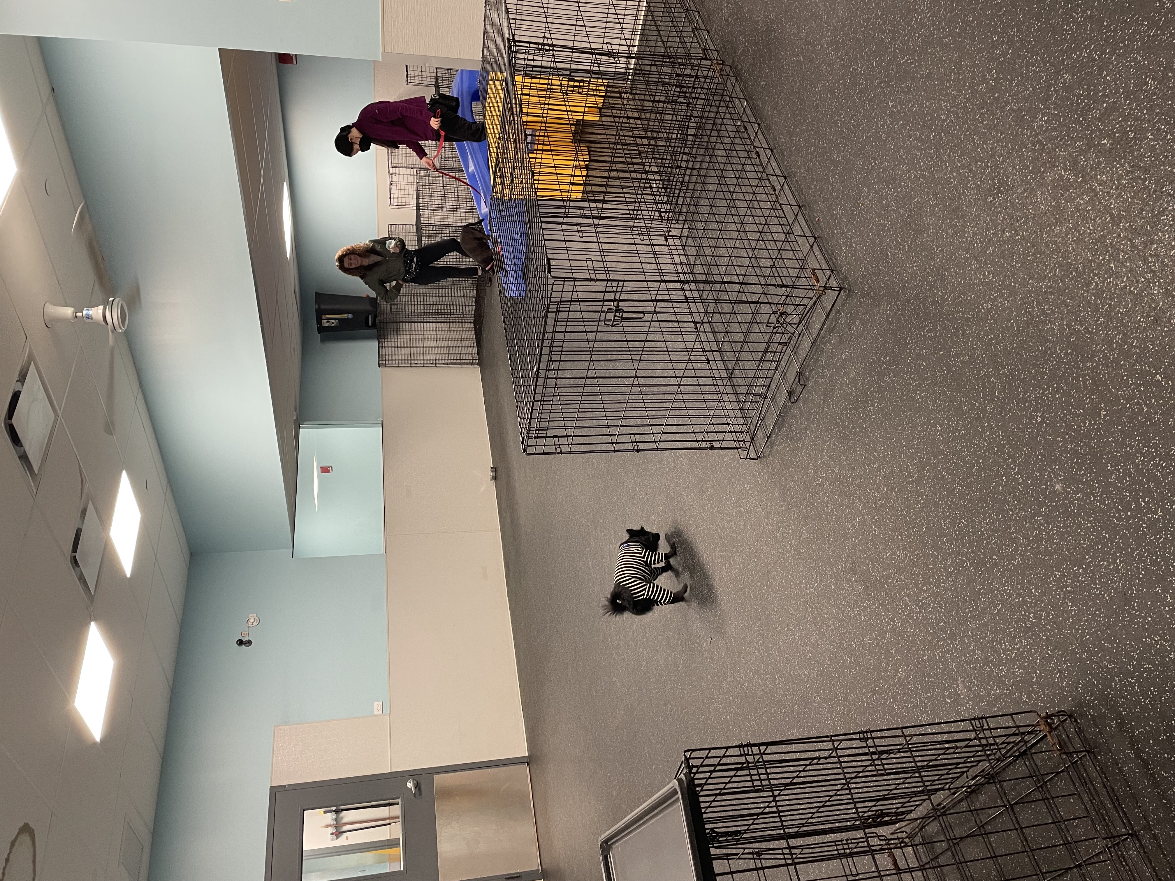 A large dog daycare room with empty dog crates. A small black dog in a striped shirt walks toward a larger brown dog who is sitting on a ramp with 2 humans next to them.