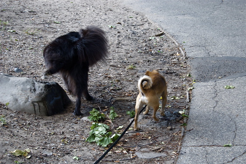 A medium sized fluffy black dog with no leash lifts his leg to pee on a rock. A small brown dog on leash walks beside the other dog.