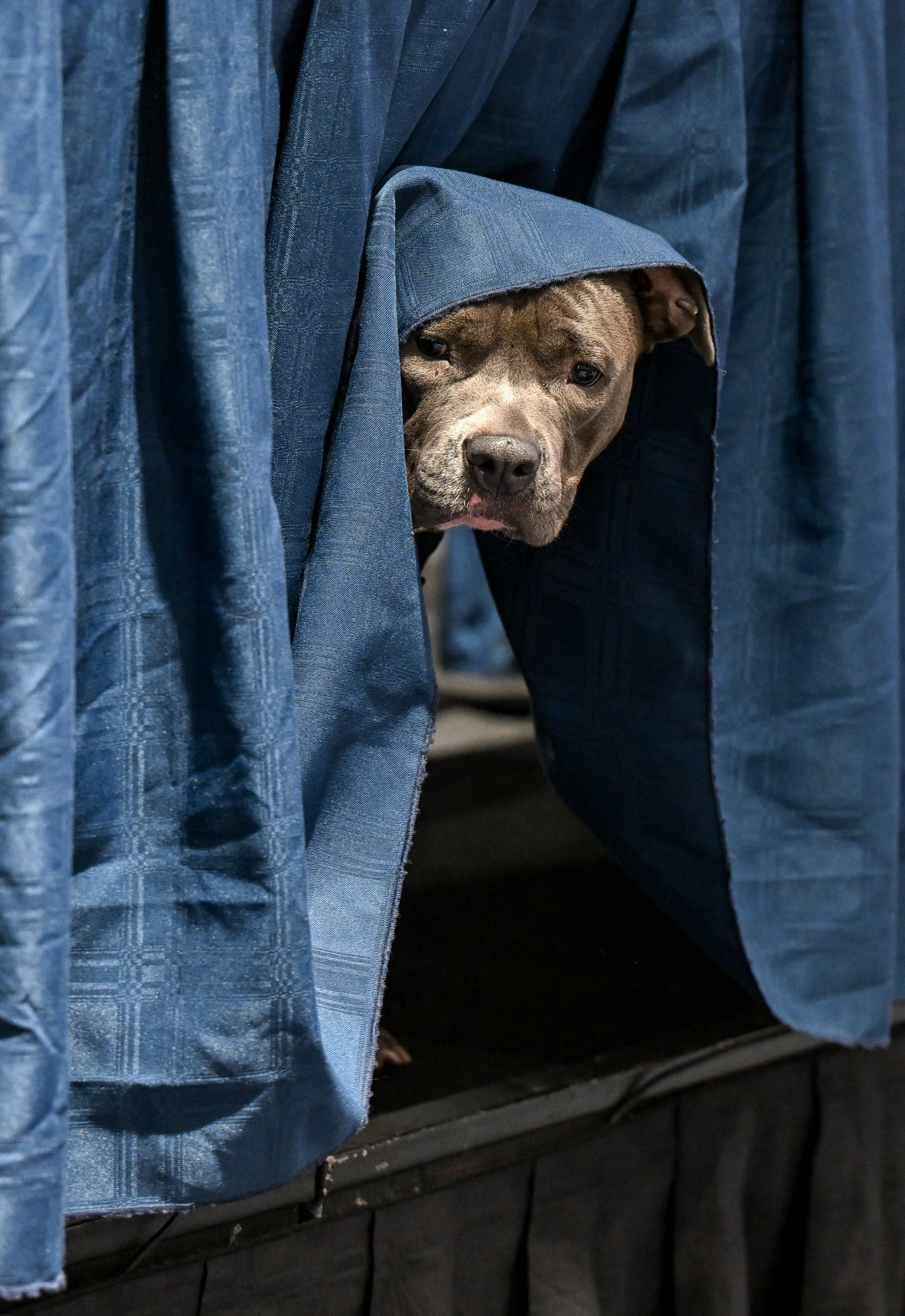 A medium sized gray dog peeks from under a midnight blue tablecloth