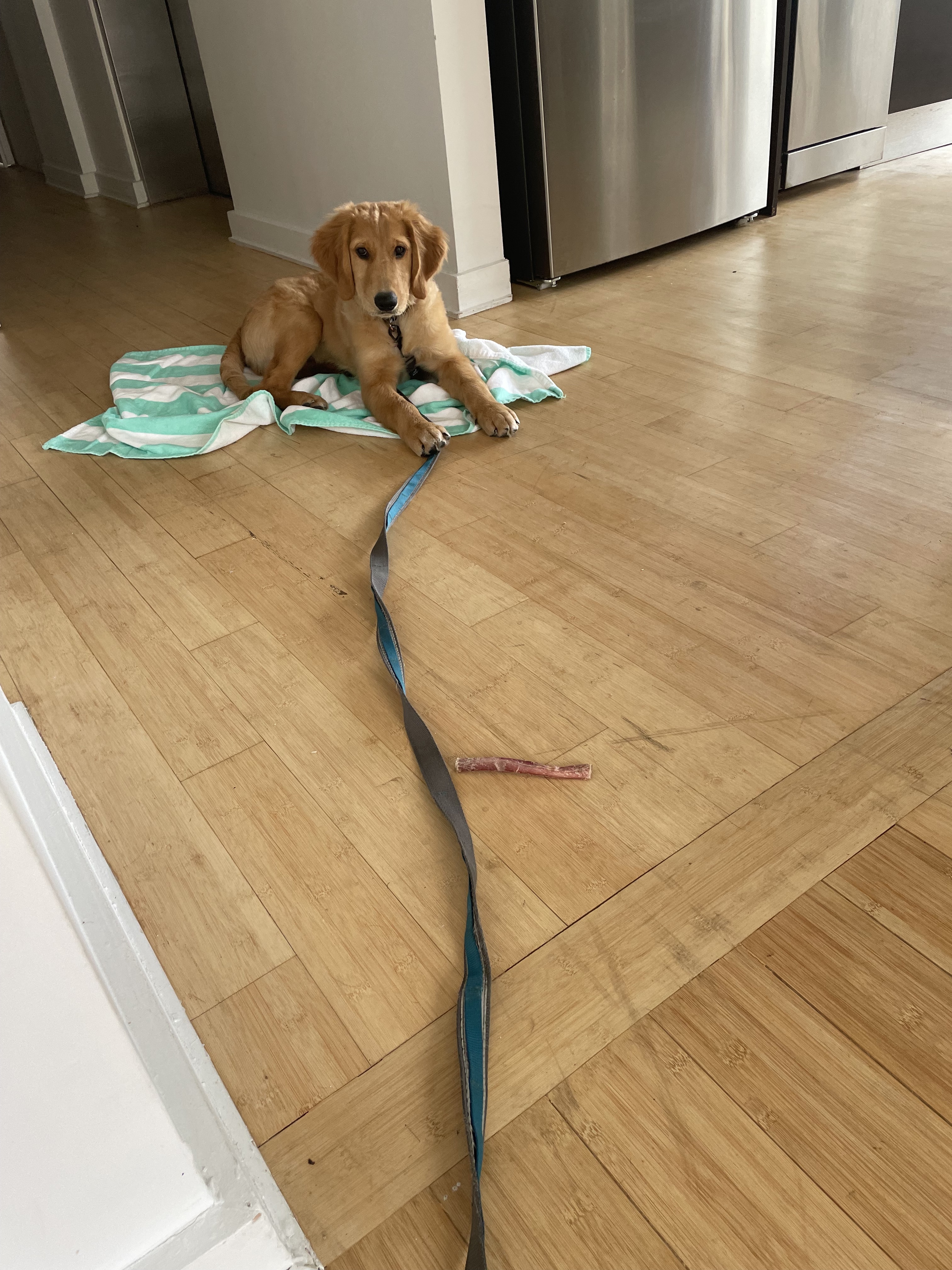 A golden retriever puppy lies on a green towel next to a refrigerator. His leash lies on the floor in a line from him to the camera.