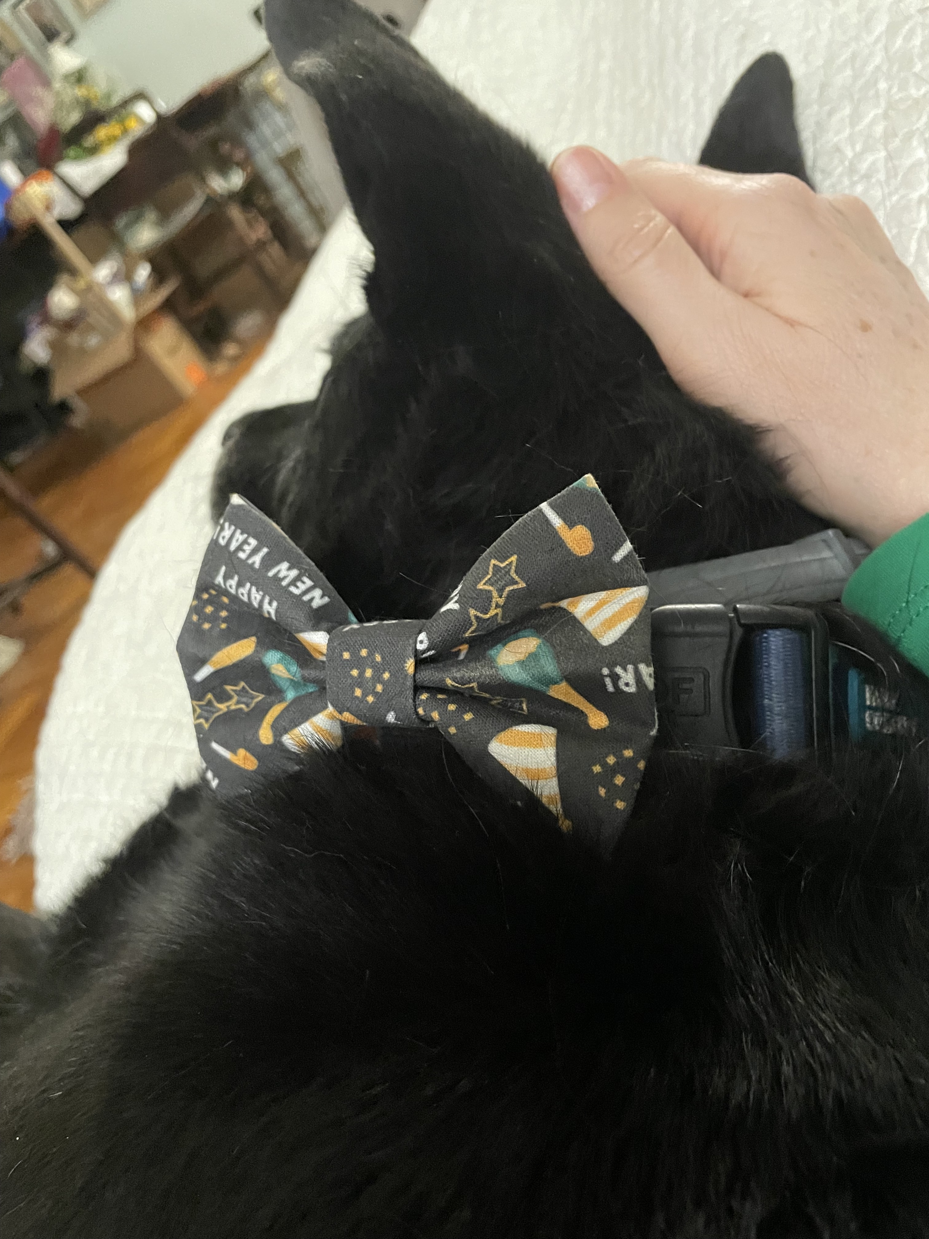 Close up of a black dog's face and neck as he's curled up sleeping. He is wearing a bow tie with Happy New Year images on it.