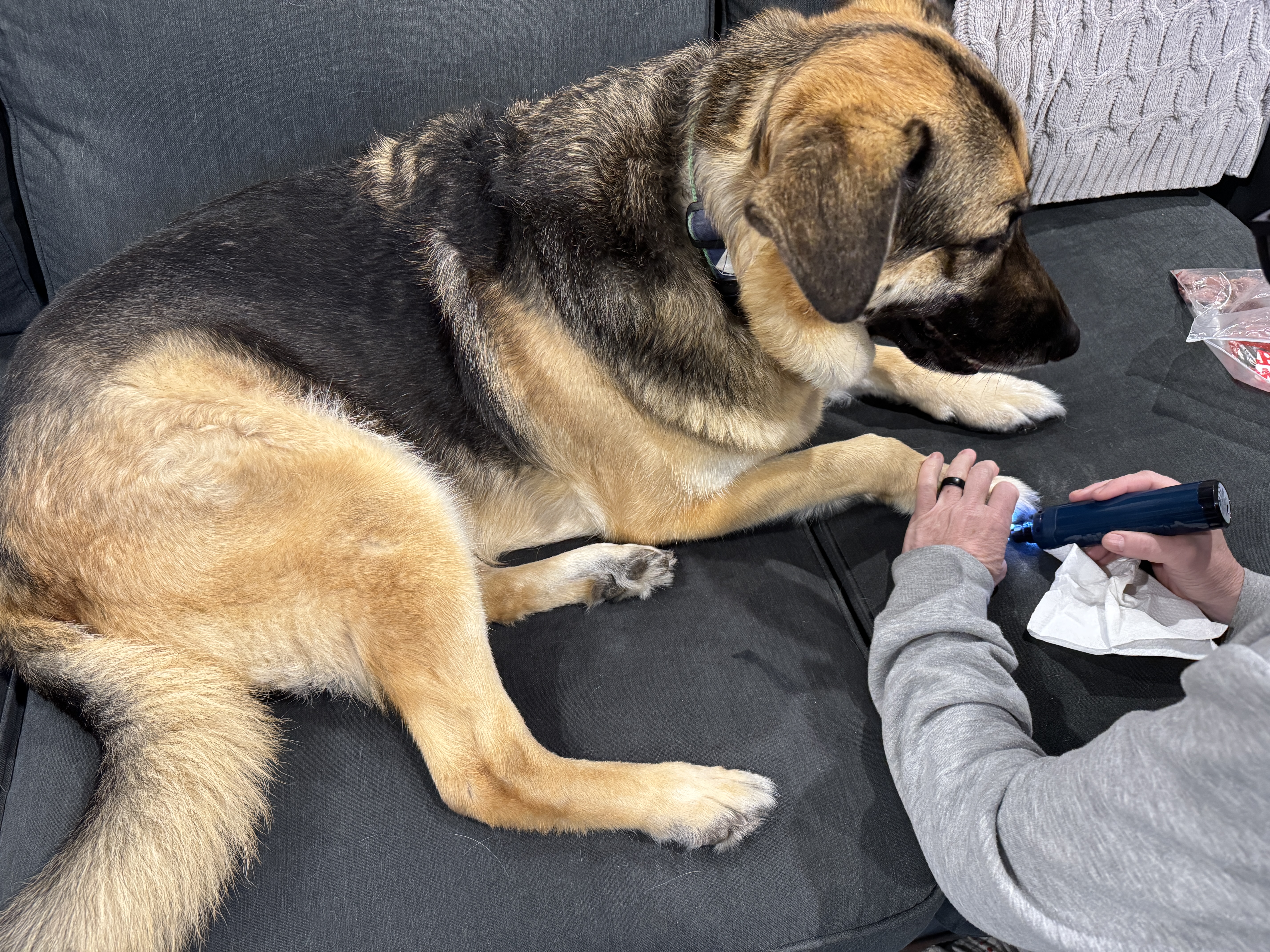 A german shepherd mix dogs lies on a couch looking at a plastic bag of ham. A person kneels in front of him and carefully grinds the nails on one of his front feet.