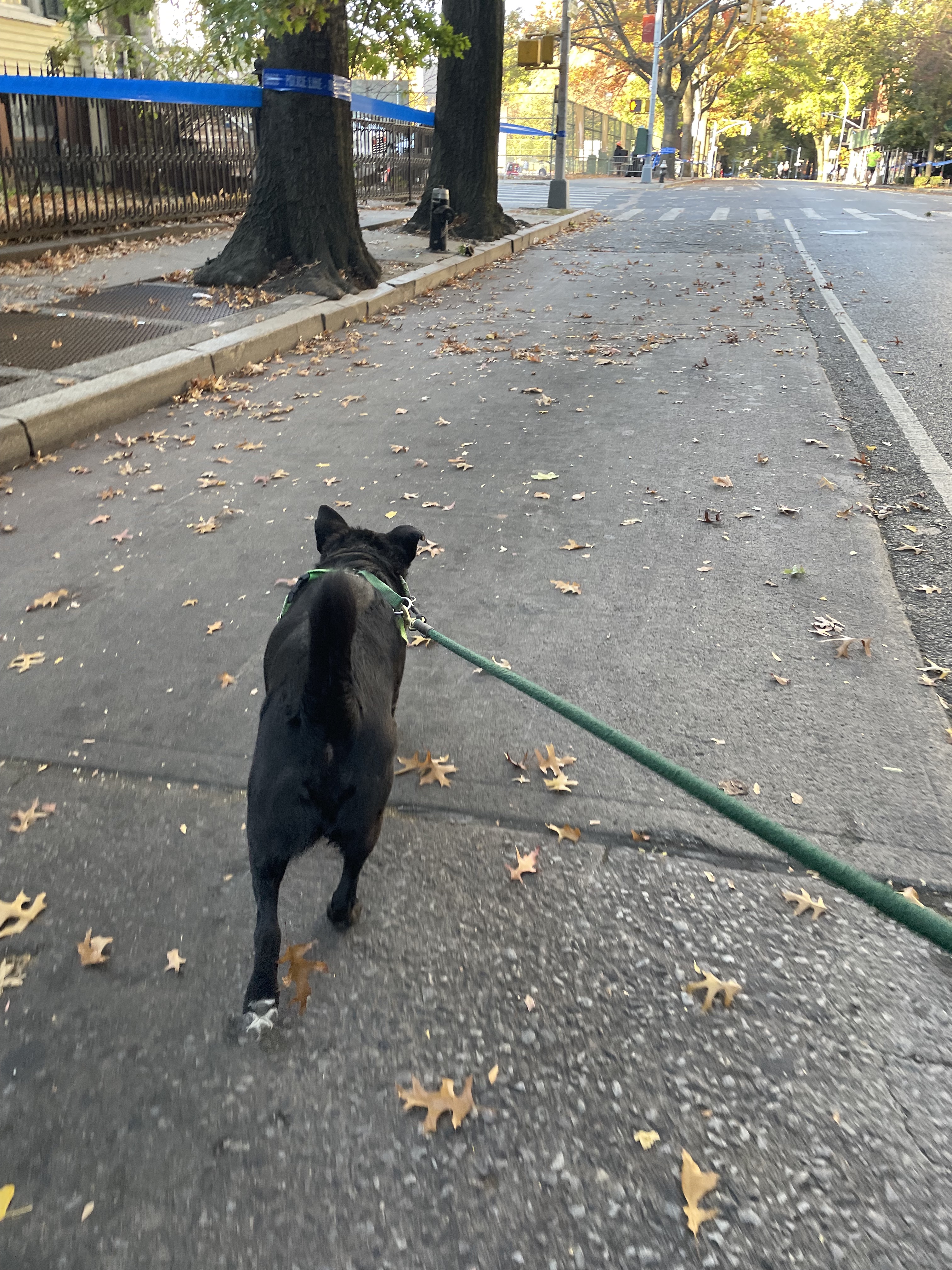 A black dog on a green leash walks away from the camera down a wide sidewalk.