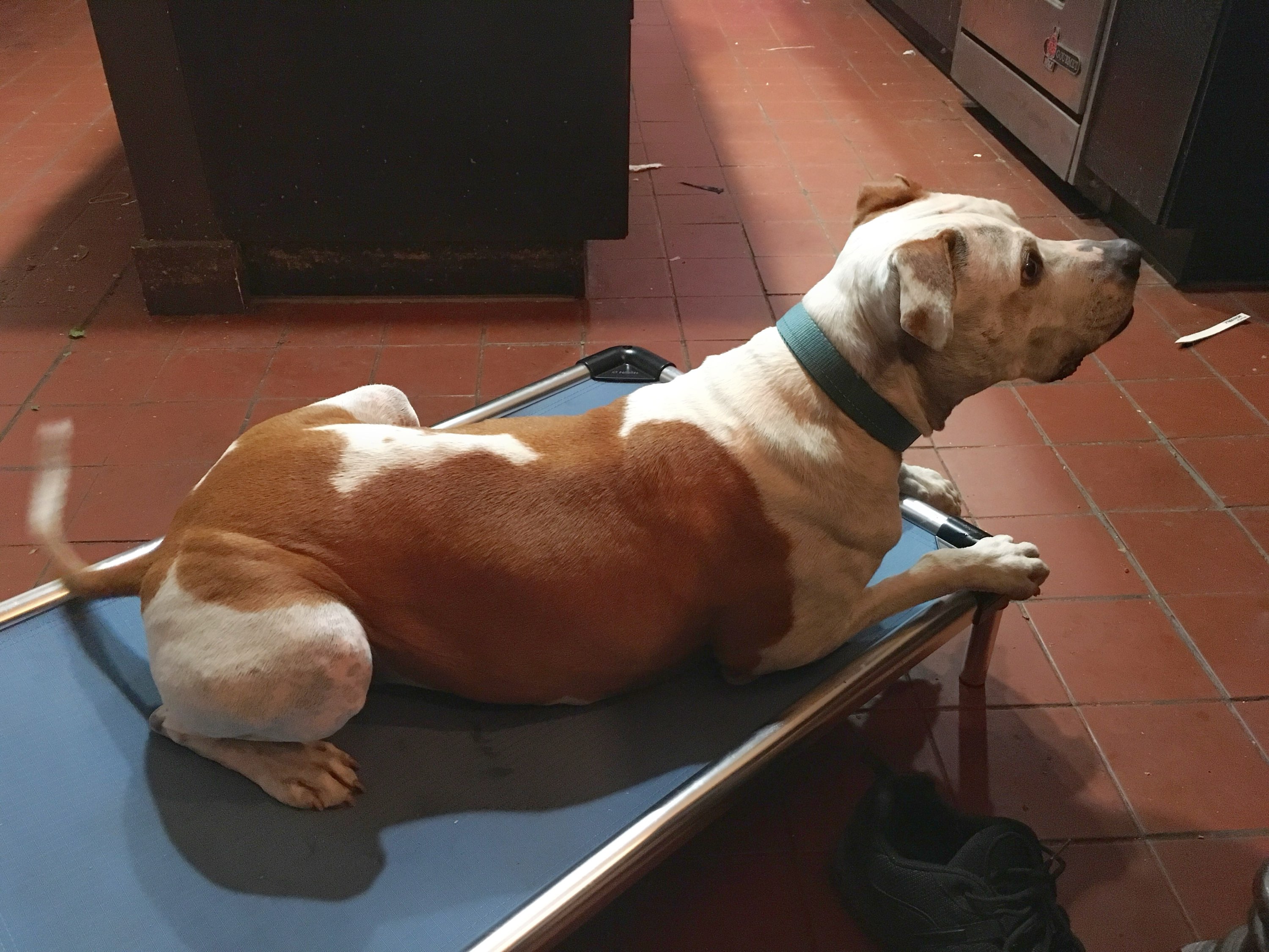 A brown and white bully breed dog lies on a raised cot staring off right.