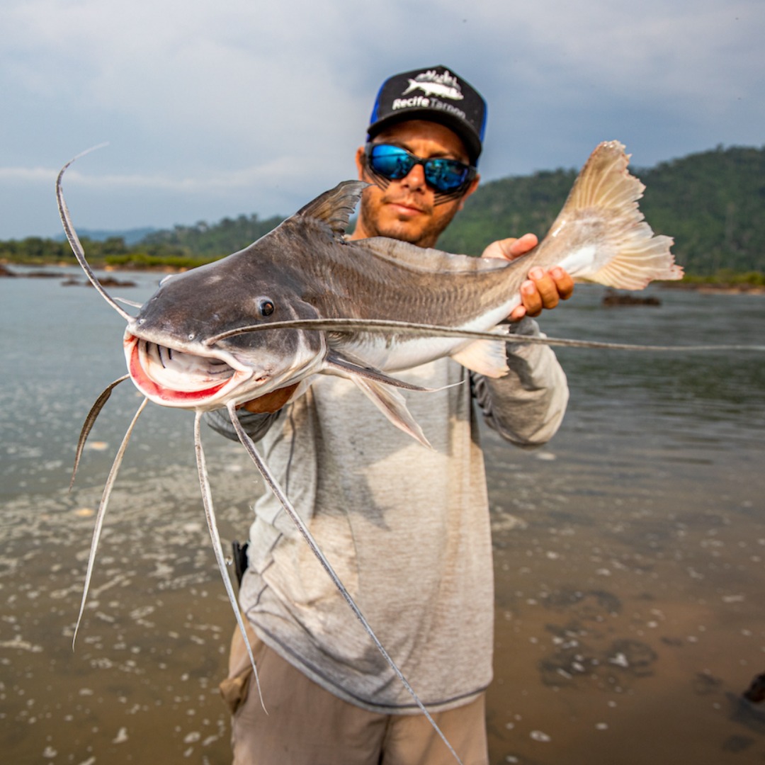 Amazon Catfish Characteristics