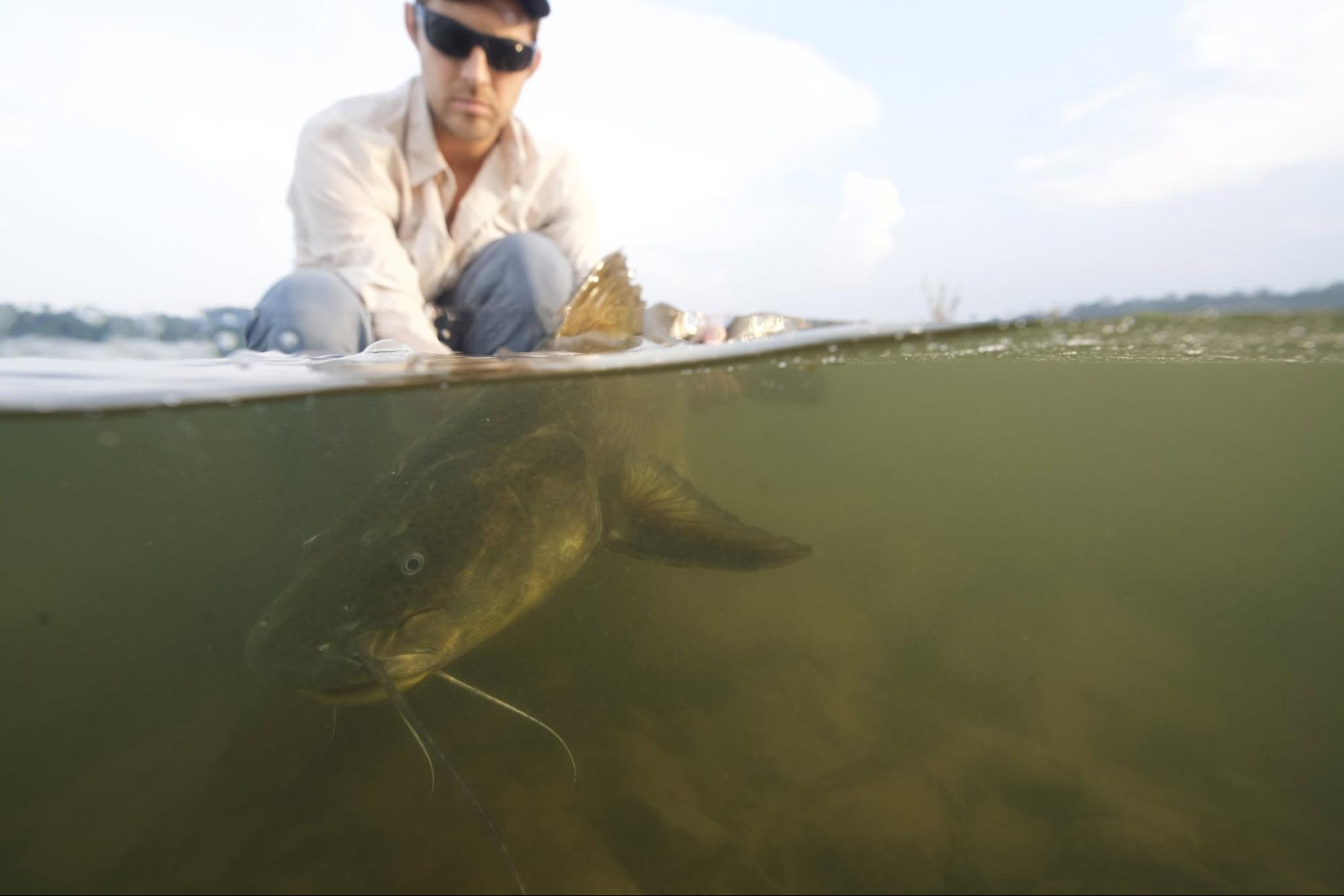 Amazon Catfish